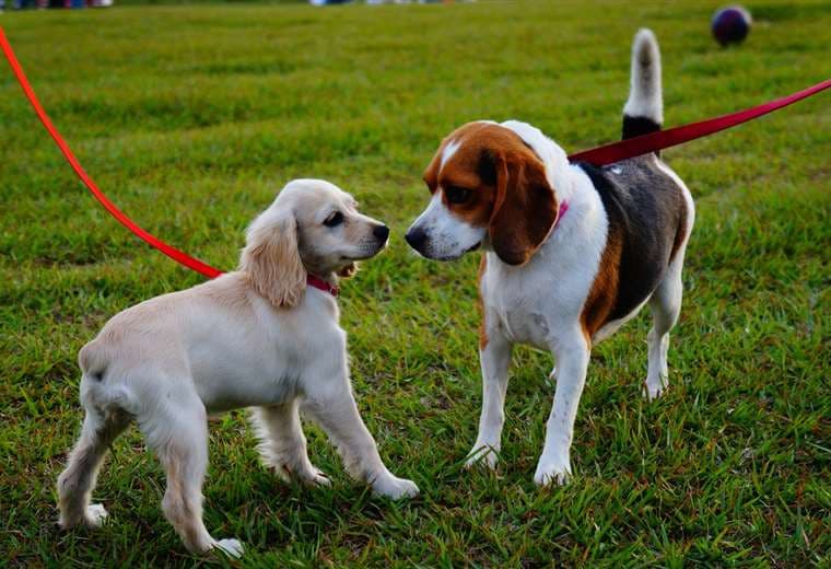 Campaña pretende alimentar a más de 2.400 perros vulnerables en Costa Rica