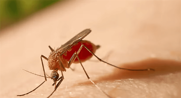 Esta es la razón por la que las farmacias no tienen vacunas contra la fiebre amarilla