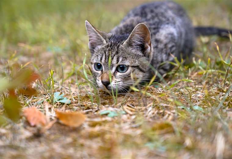 Estudio dice que los gatos pueden distinguir a su dueño usando solo el olfato