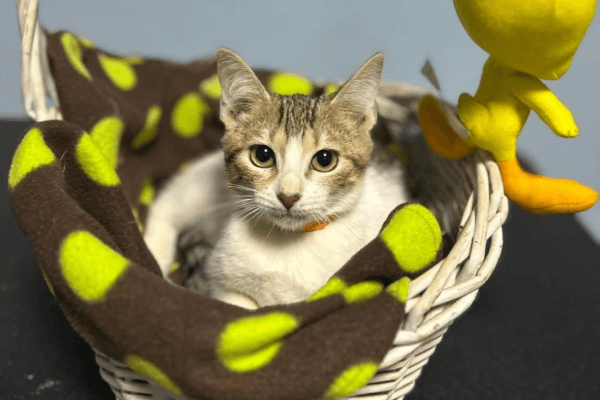 Adopte a una amiga fiel: 'Tokio'