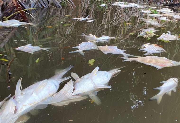 Salud investiga causa de contaminación masiva de peces en Barra del Pacuare
