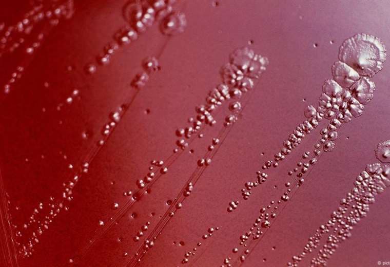 Reino Unido lanza primer programa de vacunación contra la gonorrea en el mundo