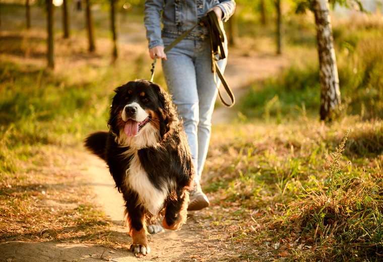 Beneficios de sacar a pasear su mascota: más que un hábito, una necesidad