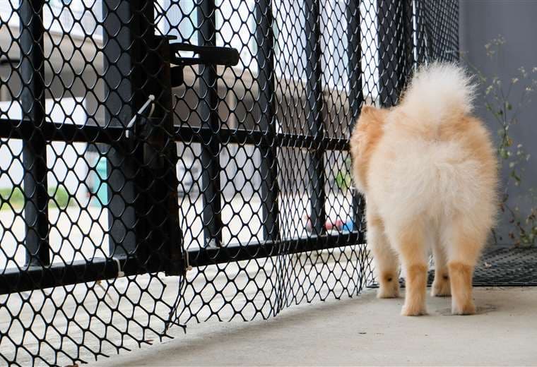 Tras hallar a perrita robada en Cartago, duplican esfuerzos para ubicar a otra pomerania