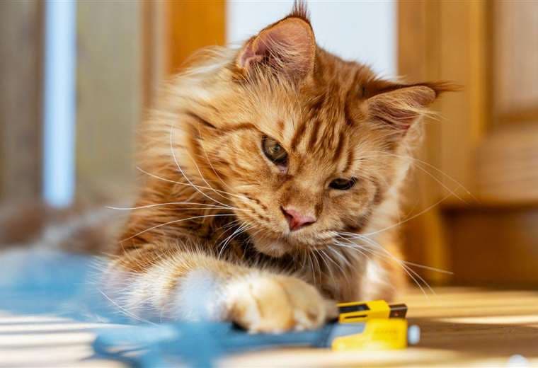 Científicos resuelven el enigma sobre el origen del color de los gatos naranjas