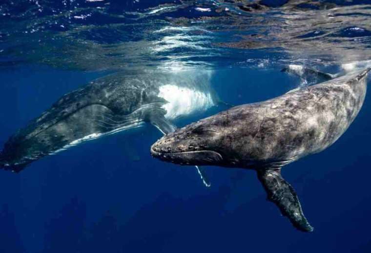 Ballenas jorobadas pueden estar enviando mensajes a humanos, revelan científicos