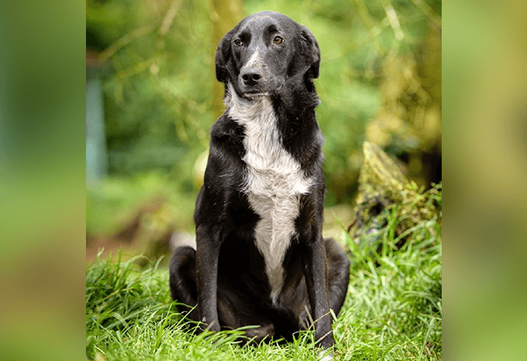 Adopte a un amigo fiel: ‘Paco’