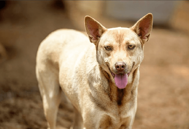 Adopte a un amigo fiel: ‘Gordo’