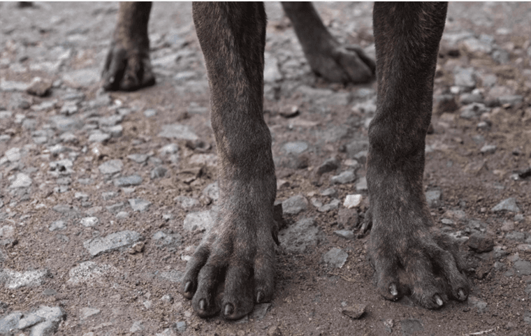 Niña de dos años herida tras ser atacada por perro en Alajuela