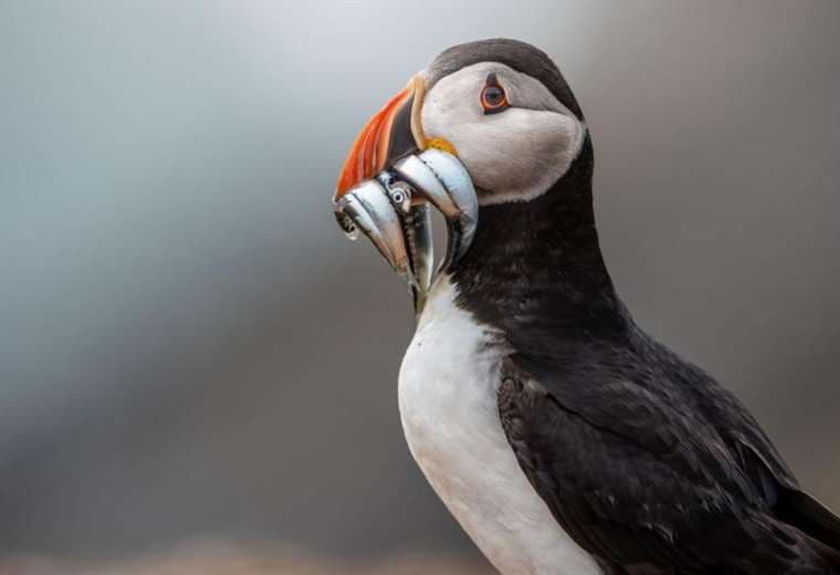 La pequeña isla que se convirtió en un raro éxito en la conservación de aves