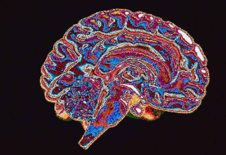 ¿Tendemos naturalmente los seres humanos a la corrupción? Esto dice la neurociencia