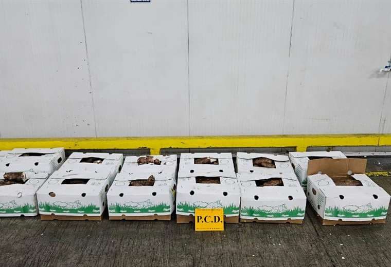 Yuca rellena de cocaína: Policía descubre 156 kilos de droga dentro de contenedor en Moín